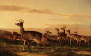 Startled Deer A Prairie Scene John James Audubon